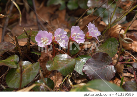 Iwachiwa blooms in line 41339599