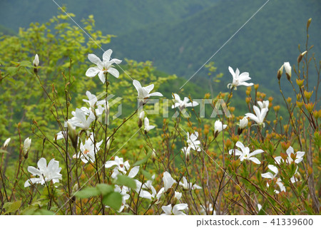 Tamushiba開花在新綠色山開花 41339600