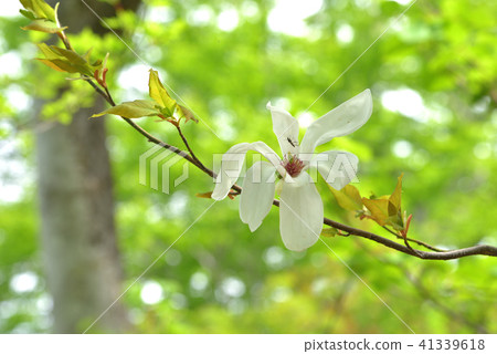 Tamushiba flowers blooming in a fresh green forest 41339618