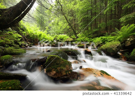 Forest stream flowing down from the mountains Forest stream flowing down from the mountains 41339642