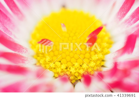 Flower and closeup Flower and closeup 41339691