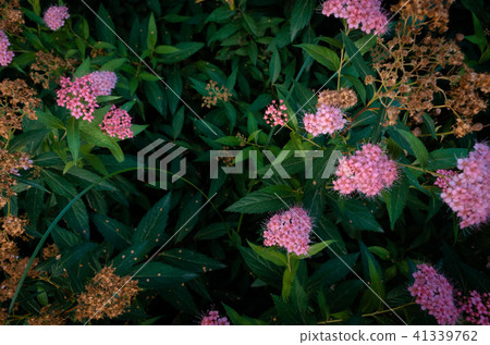 Flower plant, Fragrance, Wall paper 41339762