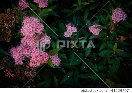 花卉植物，香味，牆紙 41339767