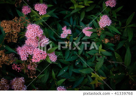 花卉植物，香味，牆紙 41339768