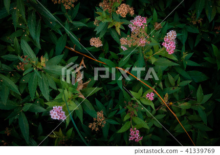 花卉植物，香味，牆紙 41339769