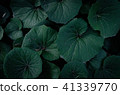 夏日的天空，深灰色的葉子，大塊的葉子，熱量 41339770