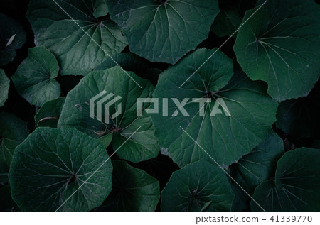 Summer sky, dark gray leaves, large pieces of leaves, heat holds 41339770