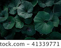 夏日的天空，深灰色的葉子，大塊的葉子，熱量 41339771
