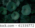 夏日的天空，深灰色的葉子，大塊的葉子，熱量 41339772
