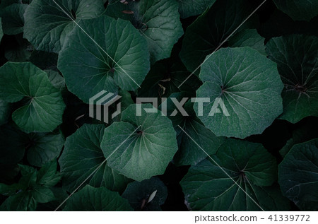 夏日的天空,深灰色的葉子,大塊的葉子,熱量 夏日的天空,深灰色的葉子,大塊的葉子,熱量 41339772