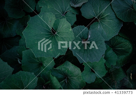 夏日的天空,深灰色的葉子,大塊的葉子,熱量 夏日的天空,深灰色的葉子,大塊的葉子,熱量 41339773