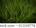 草，牆紙 41339774