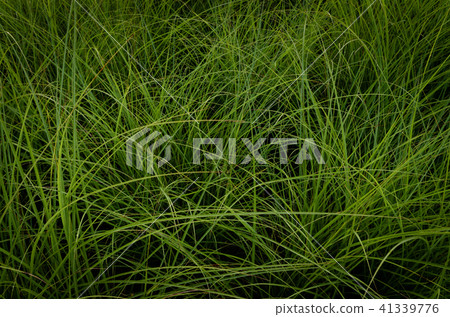 草,牆紙 草,牆紙 41339776