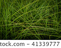 草，牆紙 41339777