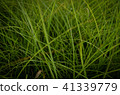 草，牆紙 41339779