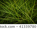 草，牆紙 41339780