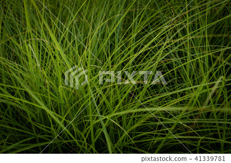 草，牆紙 41339781