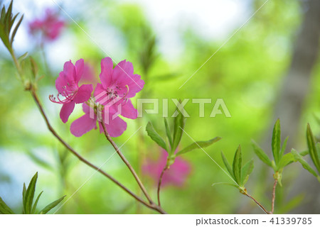 Purple azalea blooming in a fresh green forest 41339785