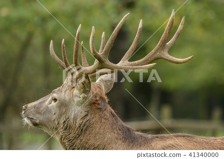 Beautiful stag with great antlers on green meadow Beautiful stag with great antlers on green meadow 41340000