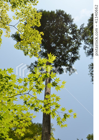 藍楓 藍楓 41340662