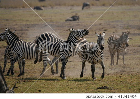 Grant Zebra Grant Zebra 41341404
