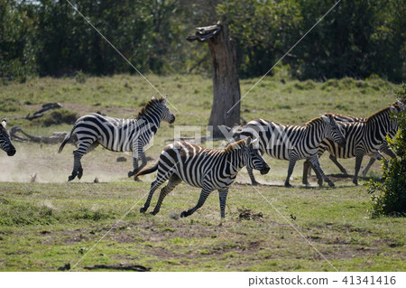 格蘭特斑馬 41341416