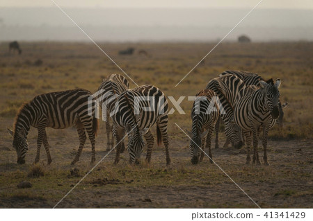 Grant Zebra 41341429