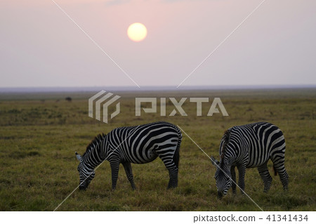 Grant Zebra 41341434