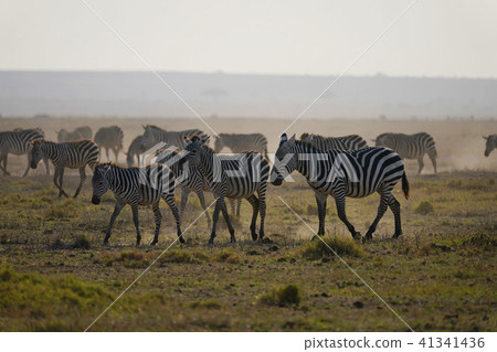 格蘭特斑馬 41341436