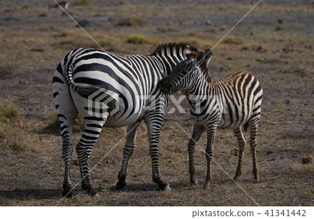 Grant Zebra Grant Zebra 41341442