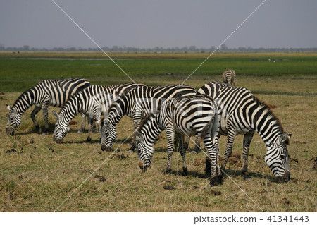 Grant Zebra 41341443