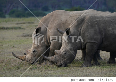 White rhino 41341529