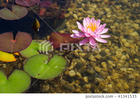Beautiful water lily, plants natural swimming pond Beautiful water lily, plants natural swimming pond 41341535