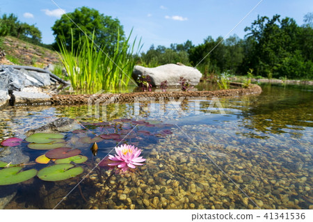 Beautiful water lily, plants natural swimming pond 41341536
