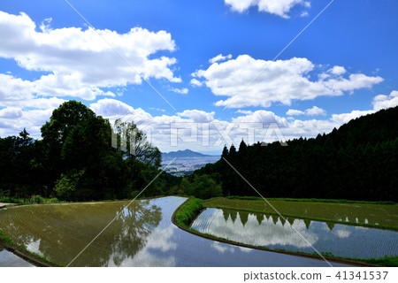 Rice terrace of Asuka Rice terrace of Asuka 41341537