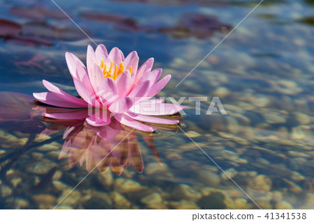 Beautiful water lily, plants natural swimming pond Beautiful water lily, plants natural swimming pond 41341538