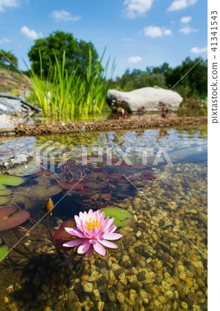 Beautiful water lily, plants natural swimming pond 41341543
