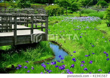 Iris flowers in Kanagaya Park Iris flowers in Kanagaya Park 41341567