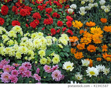 Decorative flowers,Floraart 18,Zagreb,Croatia,20 41341587