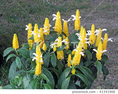 Decorative flowers,Floraart 18,Zagreb,Croatia,42 Decorative flowers,Floraart 18,Zagreb,Croatia,42 41341906