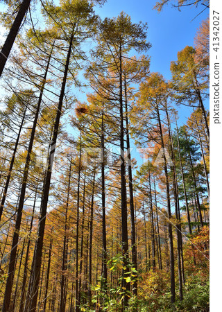 Mizukisawa自然森林落葉松屬森林 Mizukisawa自然森林落葉松屬森林 41342027