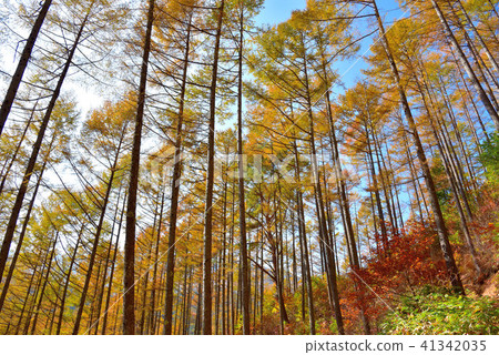 Larch forest of Mizukisawa natural forest Larch forest of Mizukisawa natural forest 41342035