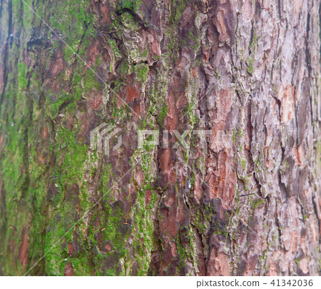Texture of wooden bark with green moss 41342036
