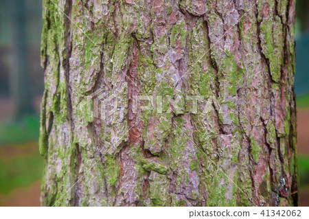 Texture of wooden bark 41342062