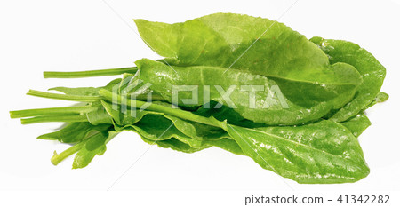 Sorrel leaves isolated on white background 41342282