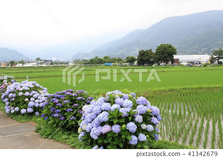 Kanagawa prefecture Kaidancho hydrangea festival 41342679