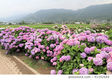 Kanagawa prefecture Kaidancho hydrangea festival 41342684
