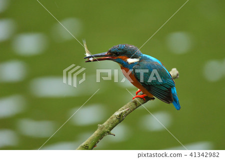翠鳥桂香翠鳥男性狩獵繁殖季節的翠鳥 41342982