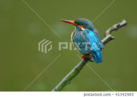翠鳥桂香翠鳥女性繁殖季節的翠鳥 41342983