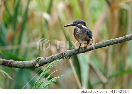 翠鳥桂香cornfishery母鳥的翠鳥 41342984